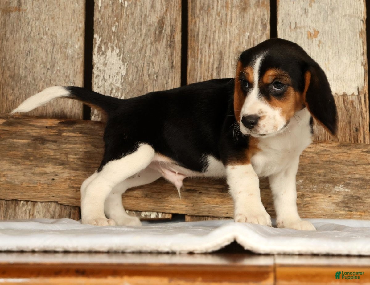 Beagle dogs for sale: Captain - Ad 4