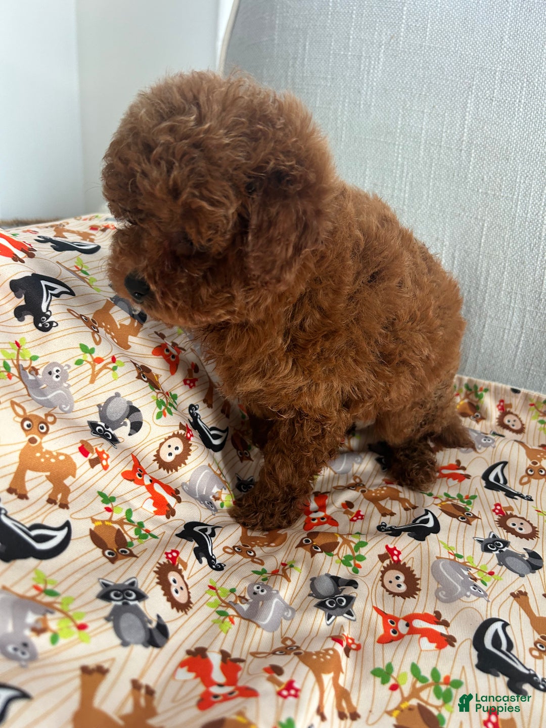 Maltipoo dogs for sale: Biscuit - Ad 2