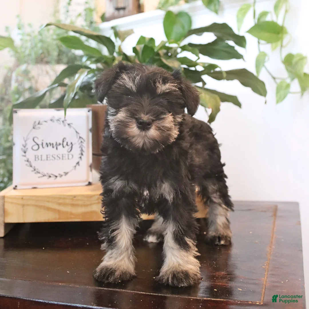 Miniature Schnauzer dogs for sale: Gigi - Ad 1