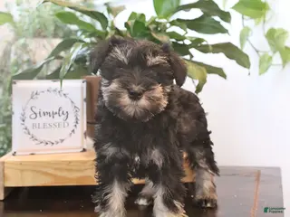 Miniature Schnauzer dogs for sale: Gigi - Ad 4