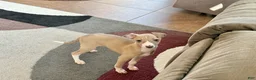 Italian Greyhound dogs for sale: Male fawn Italian Greyhound Puppy 2 - Ad 1