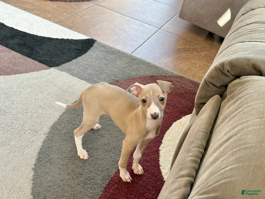 Italian Greyhound dogs for sale: Male fawn Italian Greyhound Puppy 2 - Ad 1