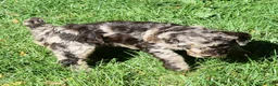 Standard Poodle dogs for sale: Standard Poodle 5 Chocolate Merle - Ad 9