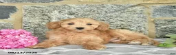 Maltipoo dogs for sale: Elmo  - Ad 5
