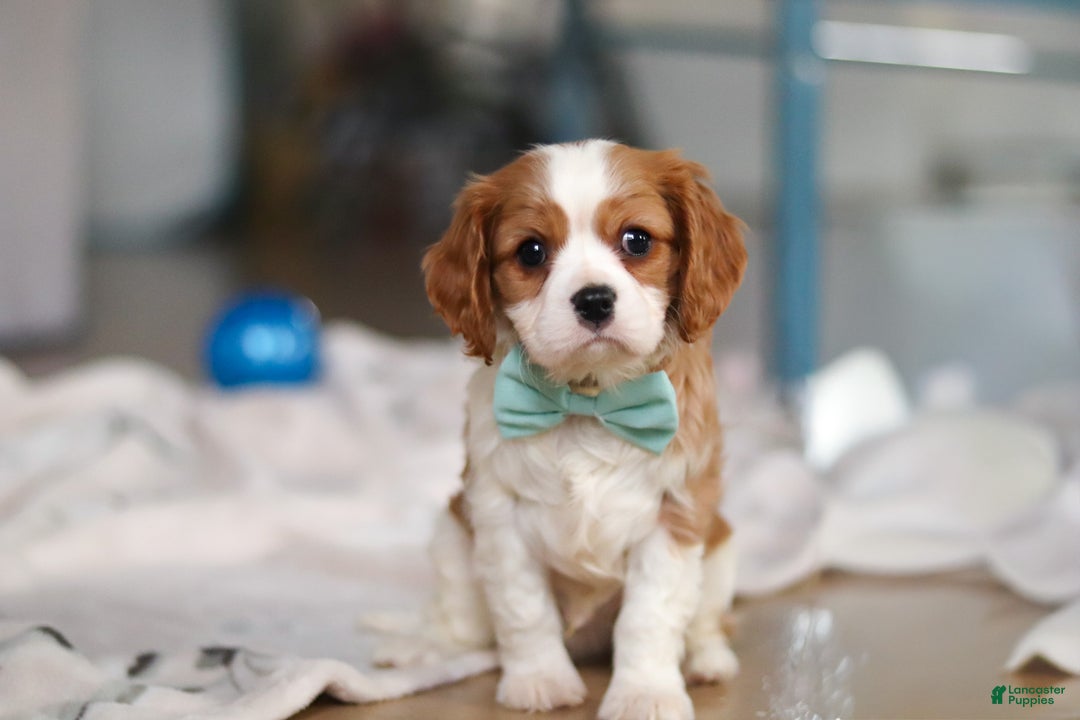 Cavalier King Charles Spaniel dogs for sale: Finn - Ad 5