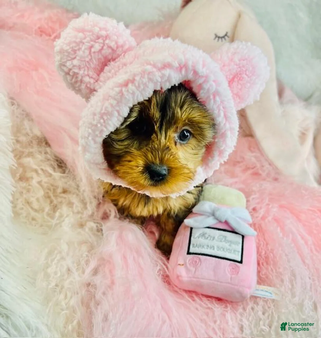 Yorkshire Terrier dogs for sale: Yorkshire Terrier Puppy 1 - Ad 2