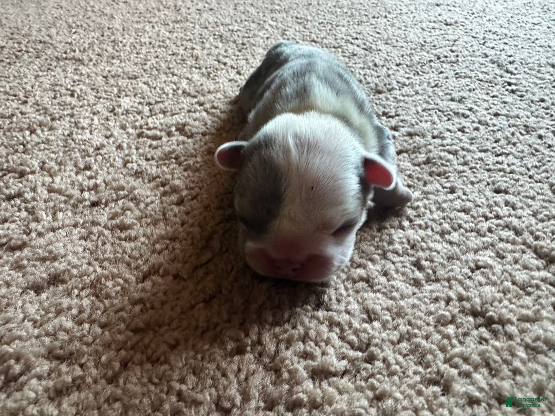 Puppy for sale in North Las Vegas Lancaster Puppies