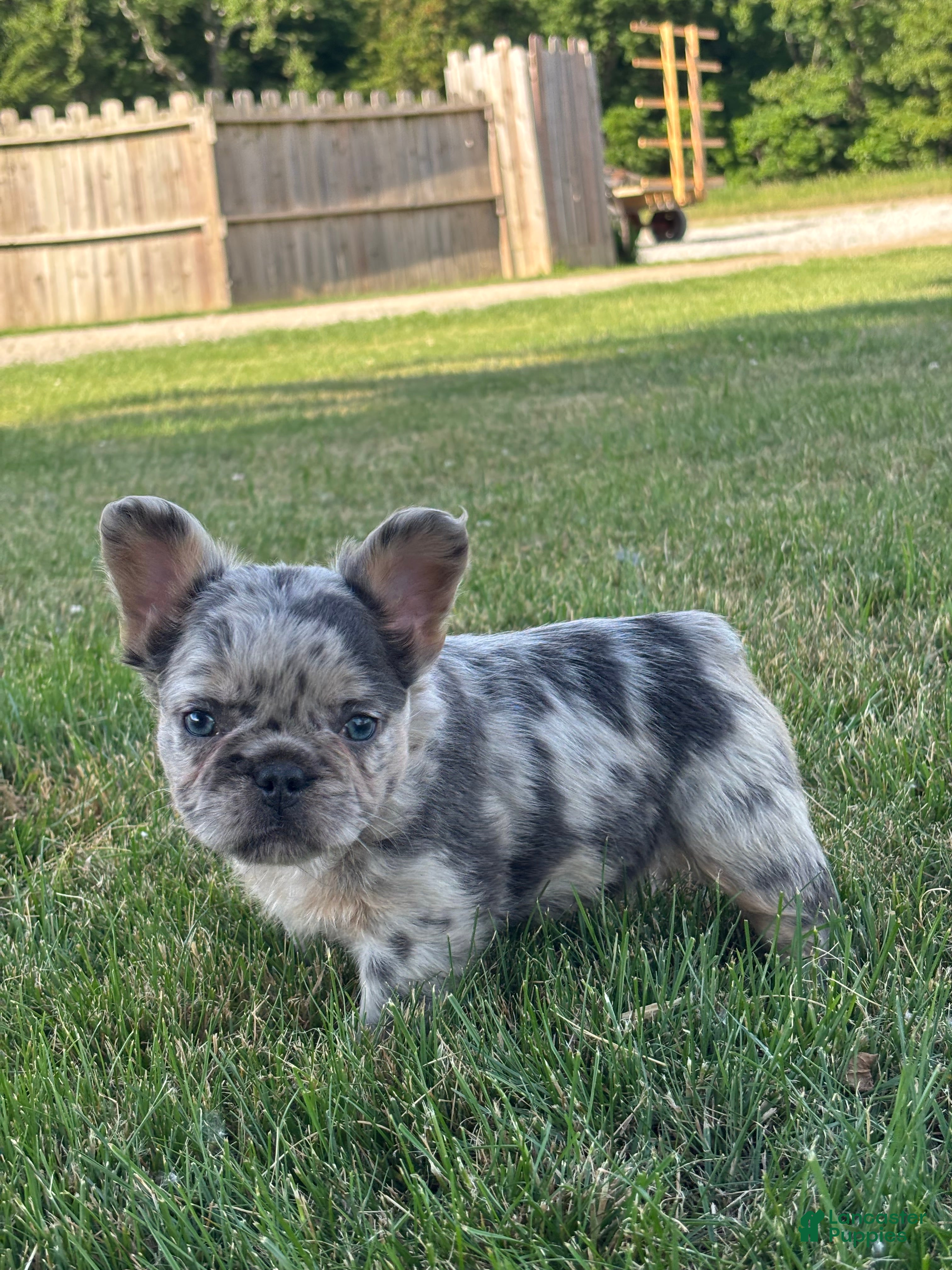 French Bulldog dogs for sale: Hazel Fluffy - Ad 2