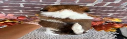 Shih Tzu dogs for sale: Shih Tzu 5 - Ad 2