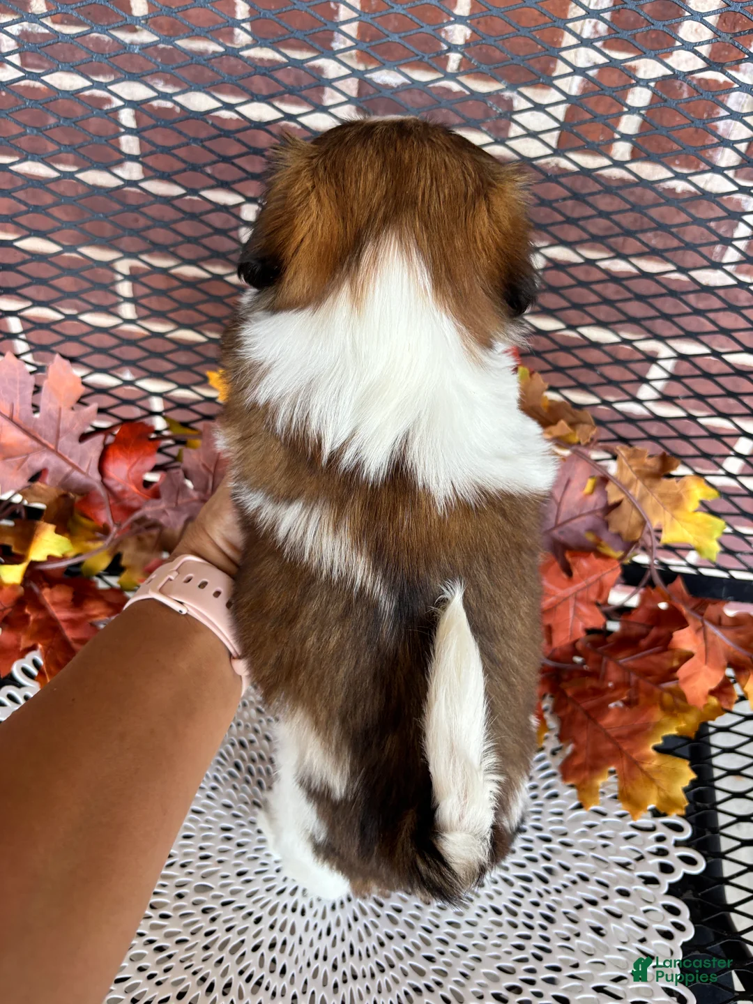 Shih Tzu dogs for sale: Shih Tzu 5 - Ad 2