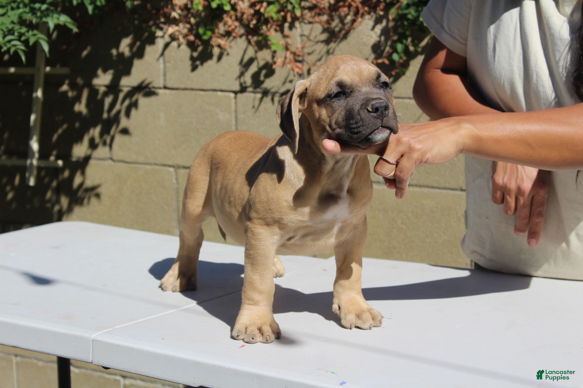 American Bully dogs American Bully 2 - Ad 28
