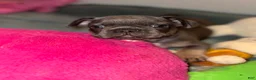 French Bulldog dogs for sale: French Bulldog 1 - Ad 4
