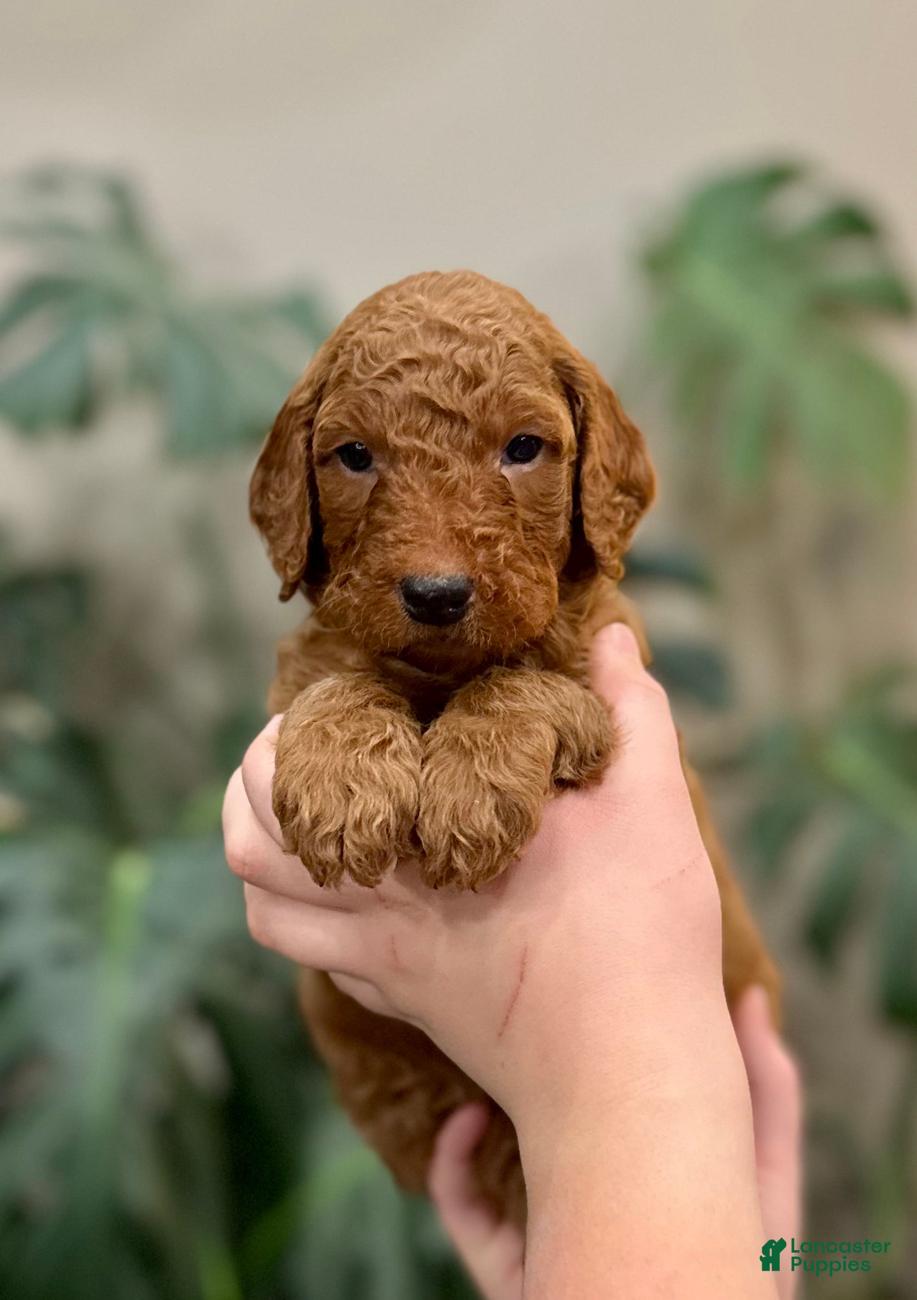 Goldendoodle dogs Lincoln  - Ad 10