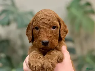 Goldendoodle dogs Lincoln - Ad 22