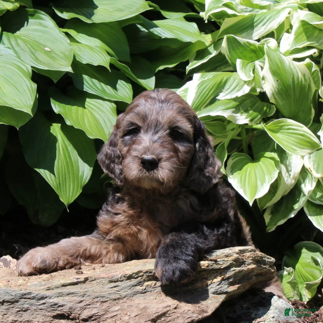 Irish Doodle dogs for sale: Max - Ad 3