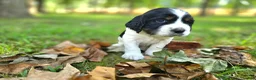 English Springer Spaniel dogs for sale: Liberty  - Ad 20