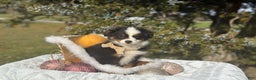 Miniature Australian Shepherd dogs for sale: Taz - Ad 4
