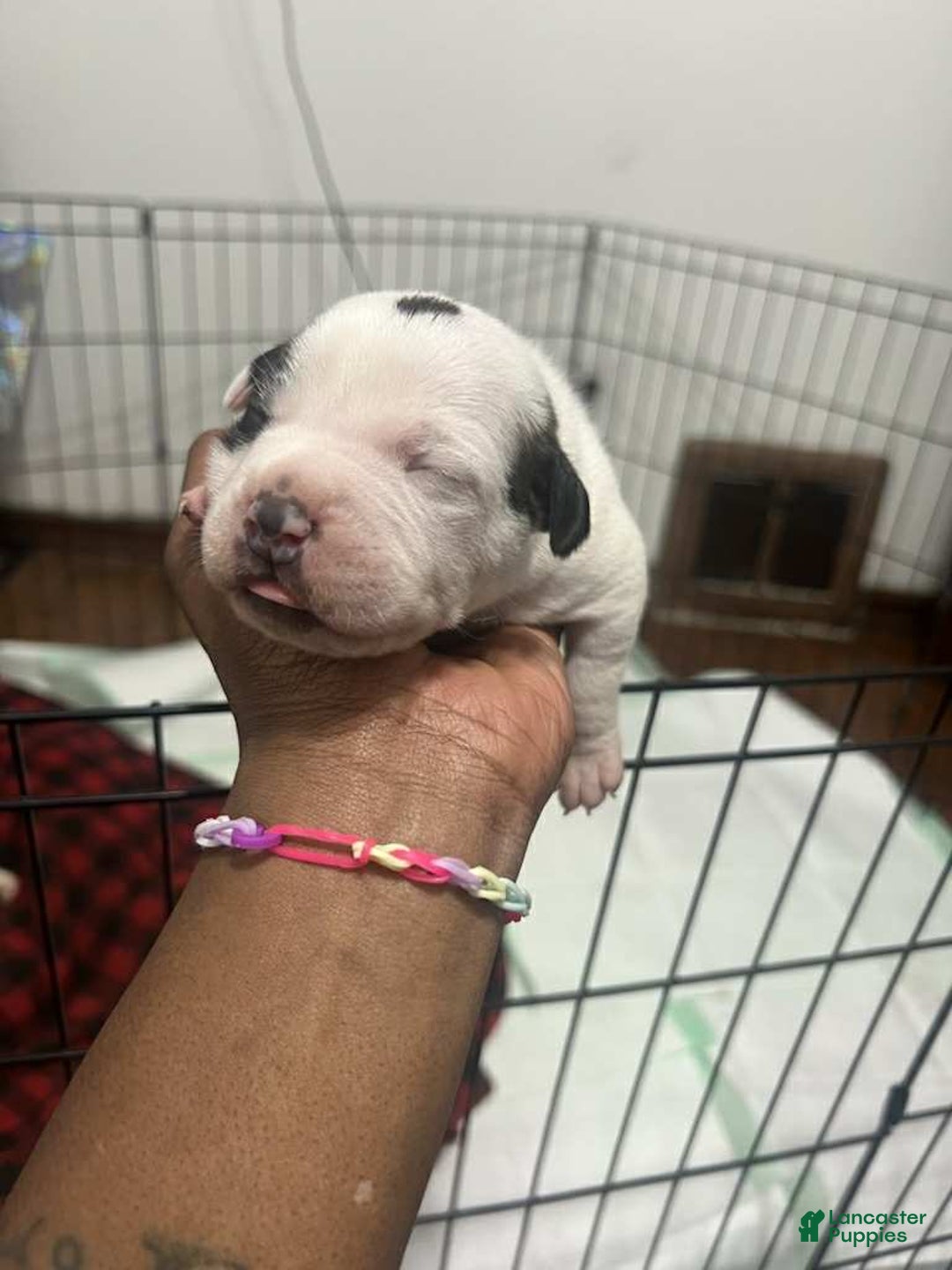 American Bully dogs for sale: Prince - Ad 1