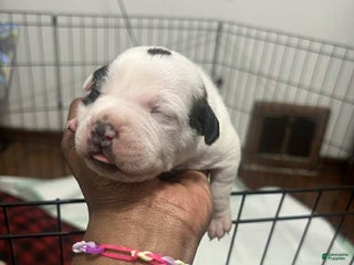 American Bully dogs Prince - Ad 11