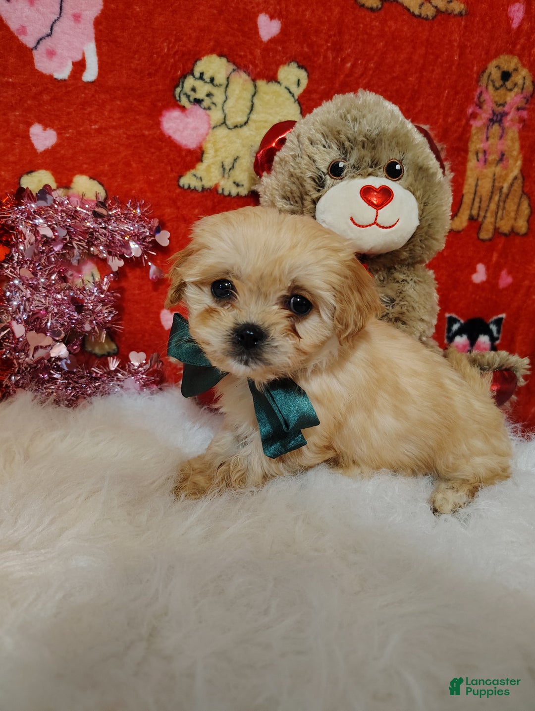 Cavapoo dogs for sale: Gracie - Ad 6