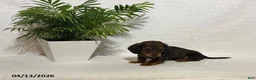 Miniature Dachshund dogs for sale: Lucas - Ad 2