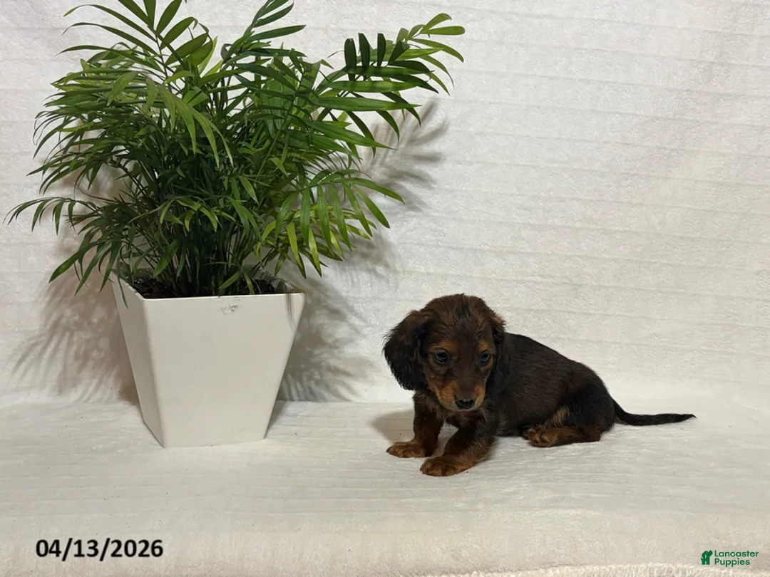 Miniature Dachshund dogs for sale: Lucas - Ad 2