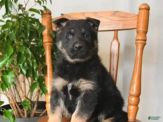 German Shepherd dogs for sale: Moon - Ad 3