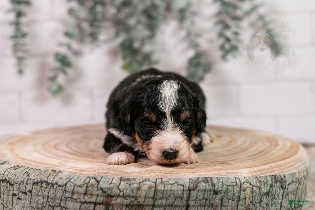 Bernedoodle dogs for sale: Torch - Ad 14