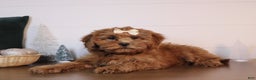 Cavapoo dogs for sale: Sally - Ad 1