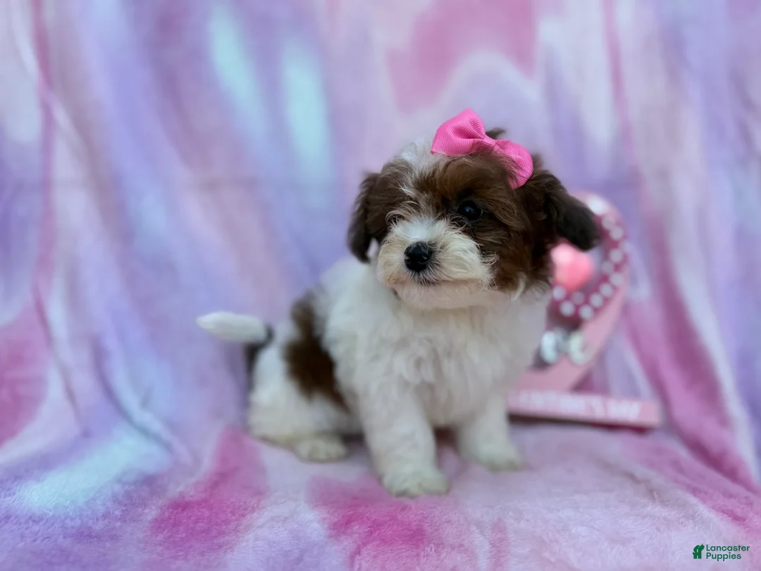 Shihpoo dogs for sale: Zuma - Ad 2