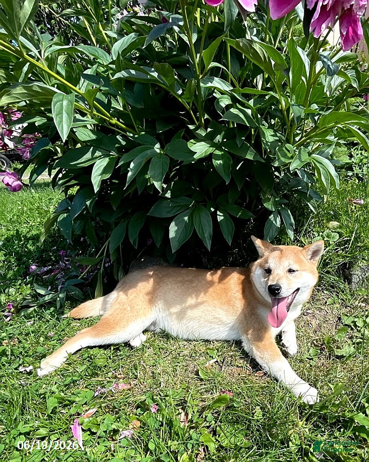 Shiba Inu dogs Sonny Boy - Ad 2