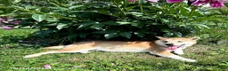 Shiba Inu dogs for sale: Sonny Boy - Ad 2
