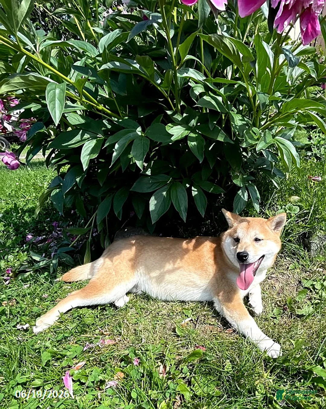 Shiba Inu dogs for sale: Sonny Boy - Ad 2