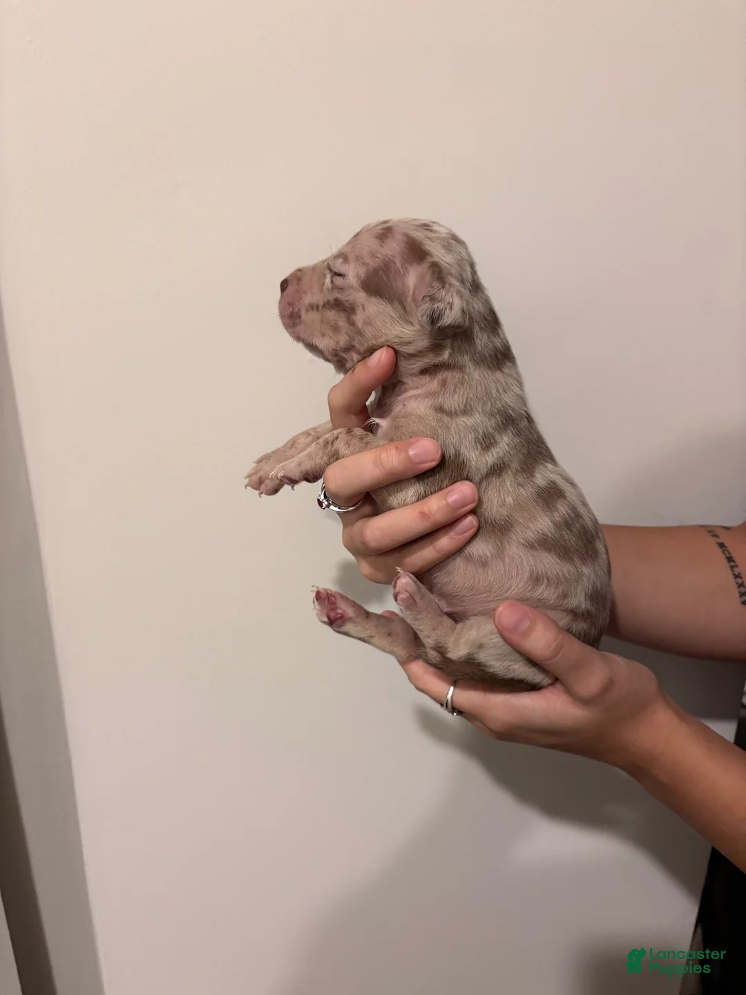 American Bully dogs for sale: American XL Bully 6 - Ad 2