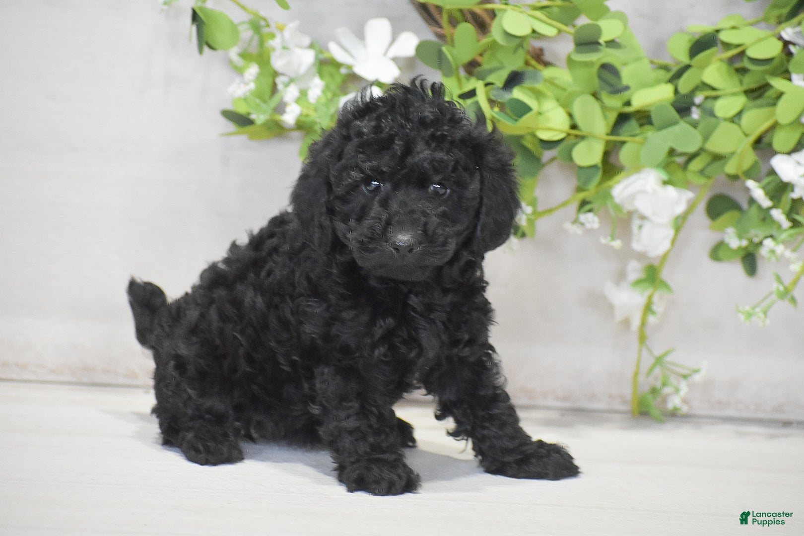 Toy Poodle dogs Hailey - Ad 2
