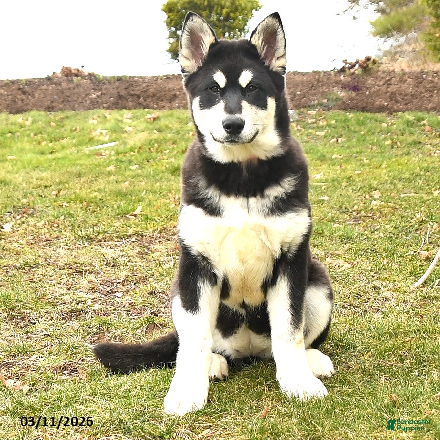 Alaskan Malamute dogs Scarlet - Ad 1