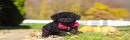 Cavapoo dogs for sale: Quinn - Ad 2