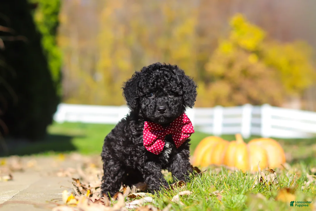 Cavapoo dogs for sale: Quinn - Ad 2
