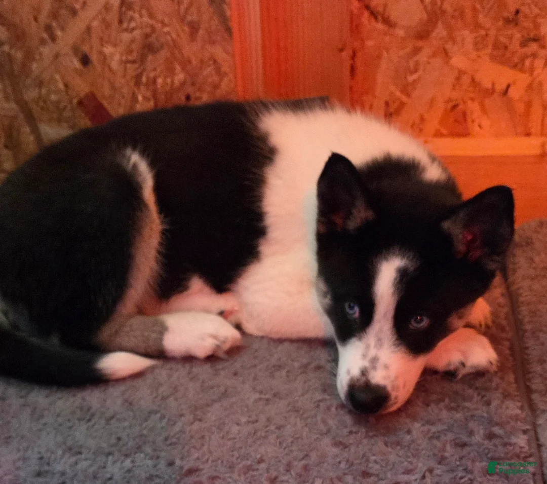 Siberian Husky dogs for sale: Siberian Husky Puppy 1 - Ad 7