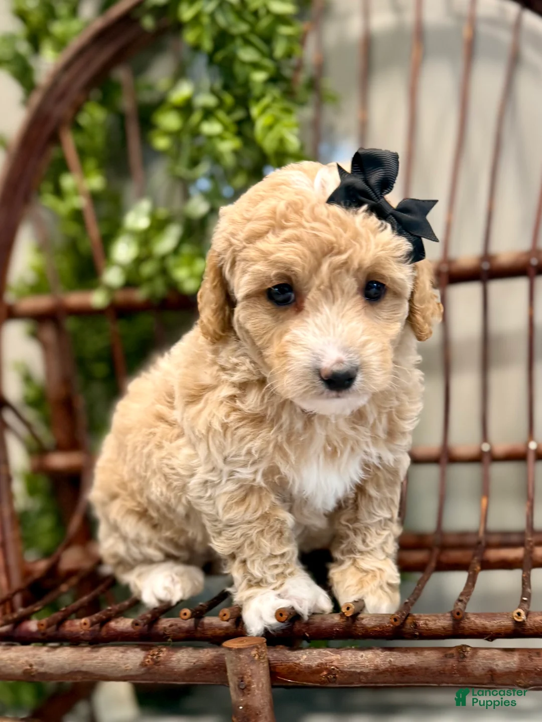 Mini Goldendoodle dogs for sale: Ozzy - Ad 2