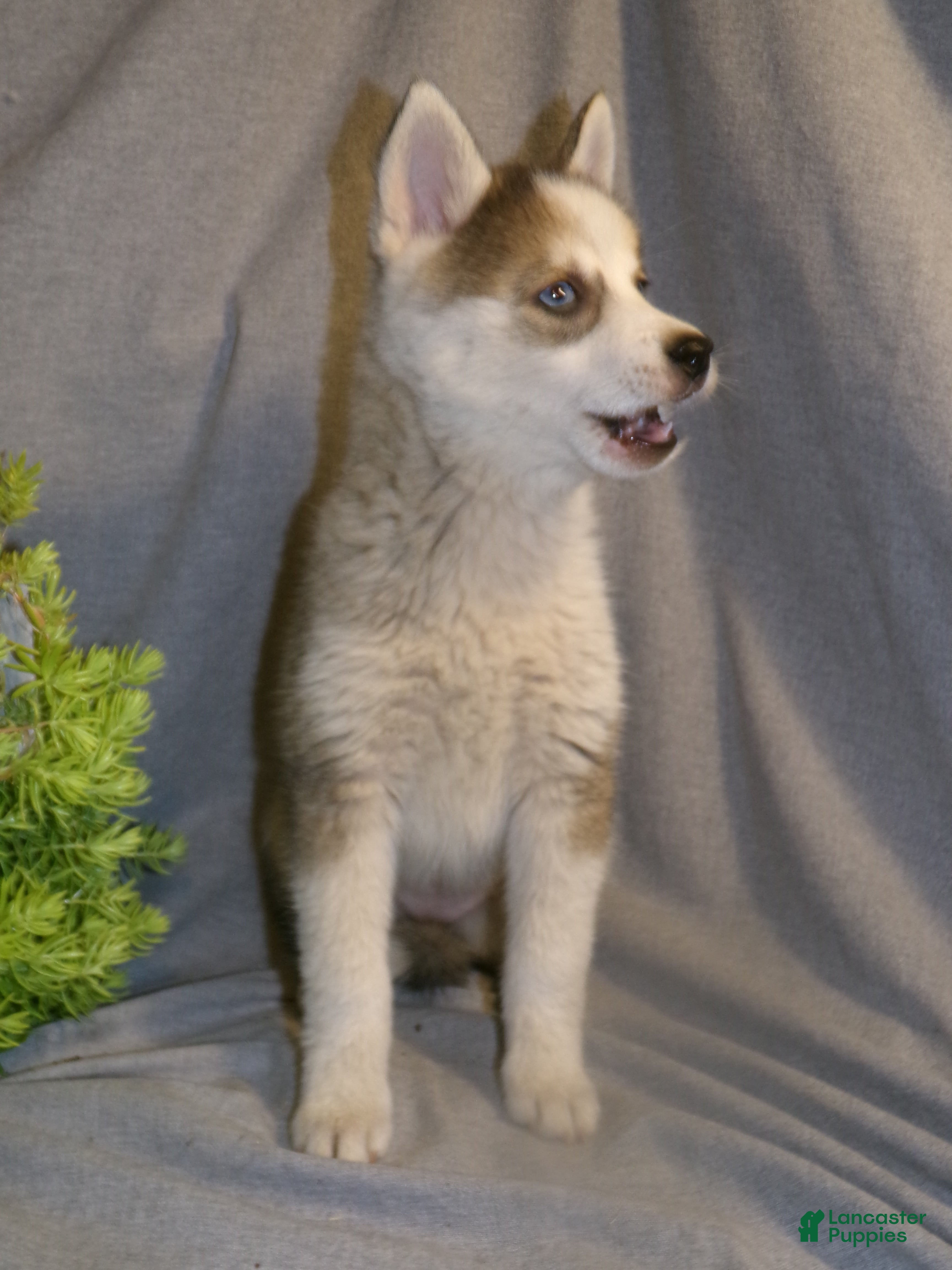 Pomsky dogs Bella - Ad 2