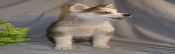 Pomsky dogs for sale: Bella - Ad 2