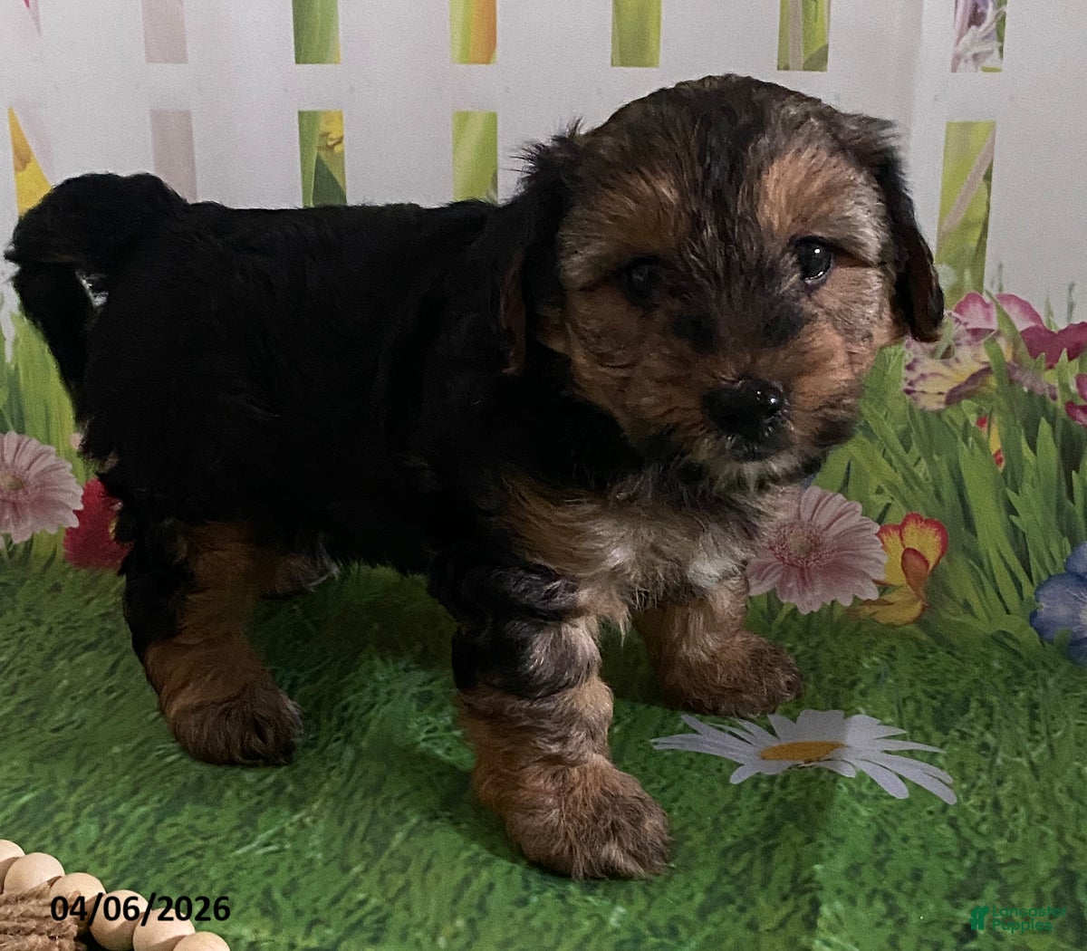 Yorkiepoo dogs Chase - Ad 2