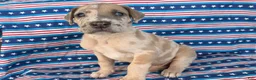 Great Dane dogs for sale: Pablo Great Dane  - Ad 6