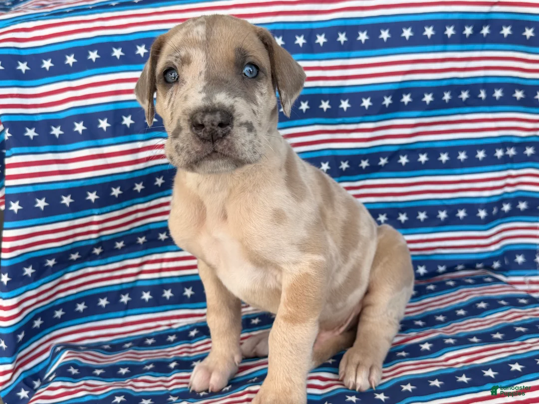 Great Dane dogs for sale: Pablo Great Dane  - Ad 6