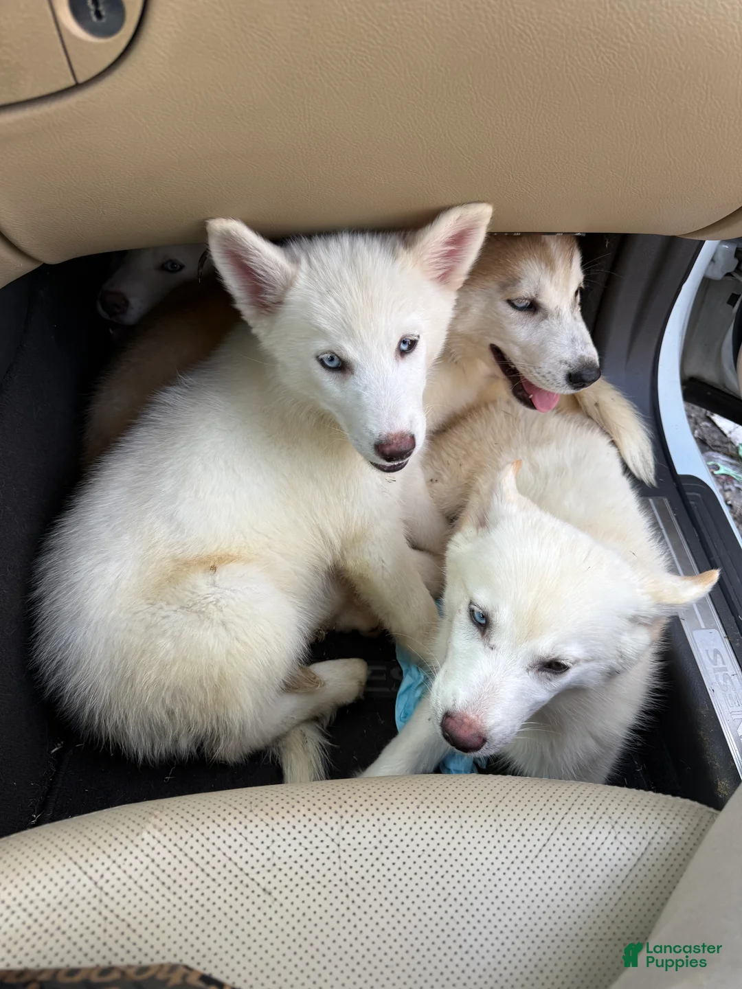 Siberian Husky dogs for sale: Siberian Husky Puppy 1 - Ad 2