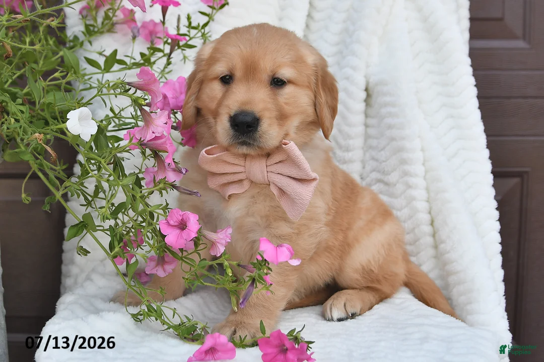 Golden Retriever dogs for sale: Chloe - Ad 5