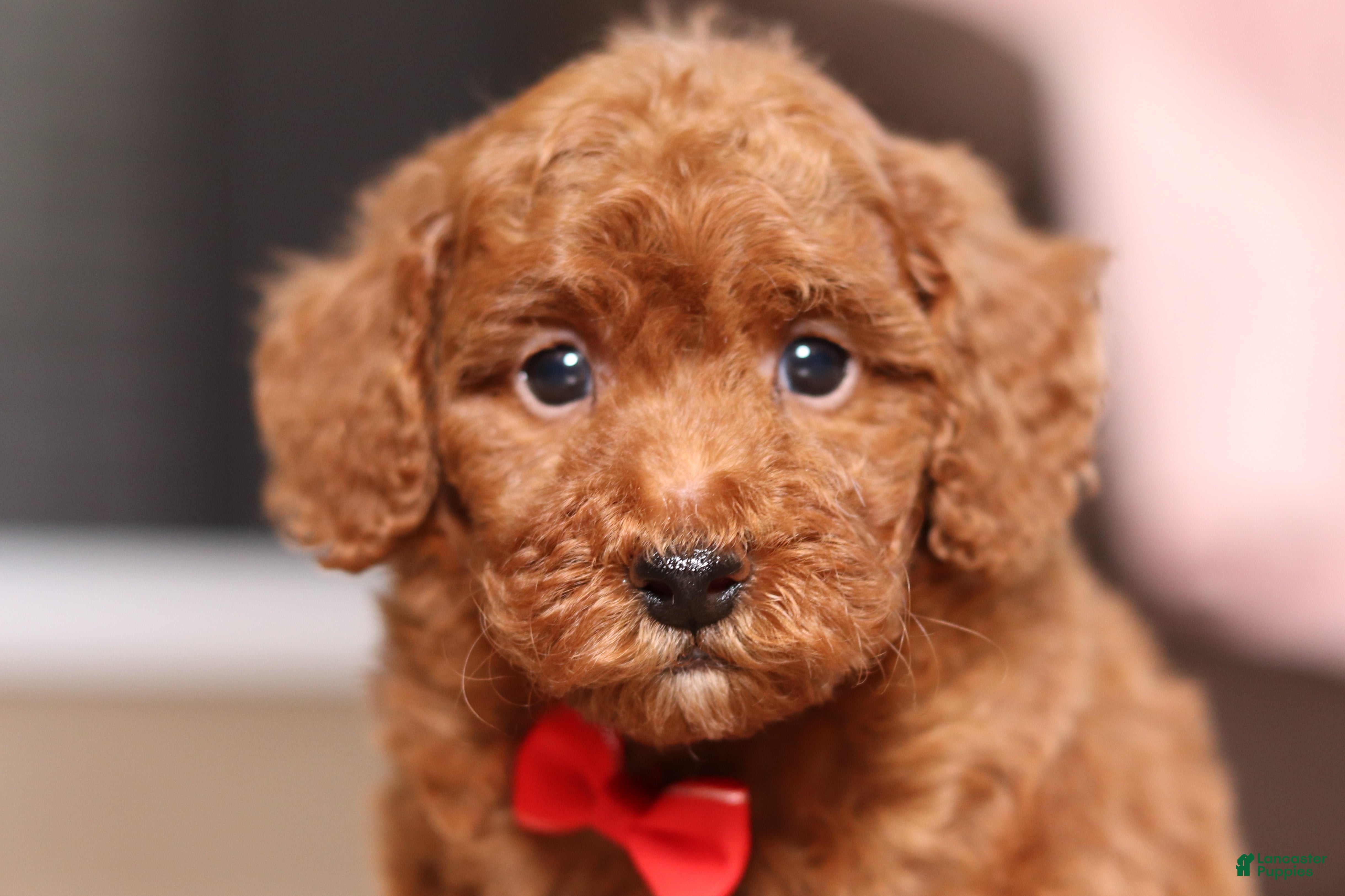Miniature Poodle dogs Murphy (AKC) - Ad 1