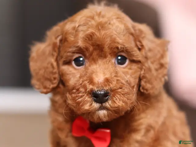 Miniature Poodle dogs Murphy (AKC) - Ad 1