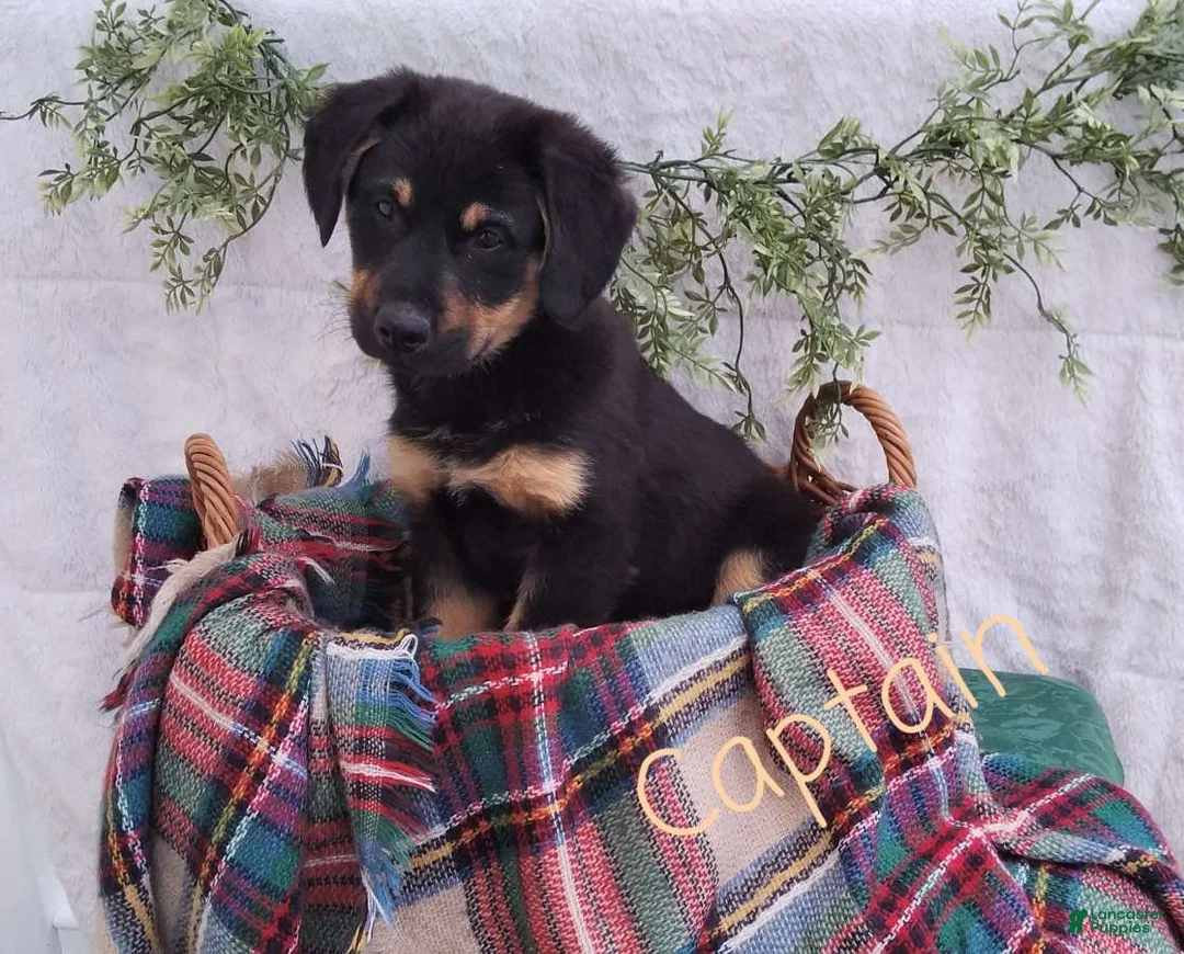 Mixed Breed dogs for sale: Captain - Ad 1